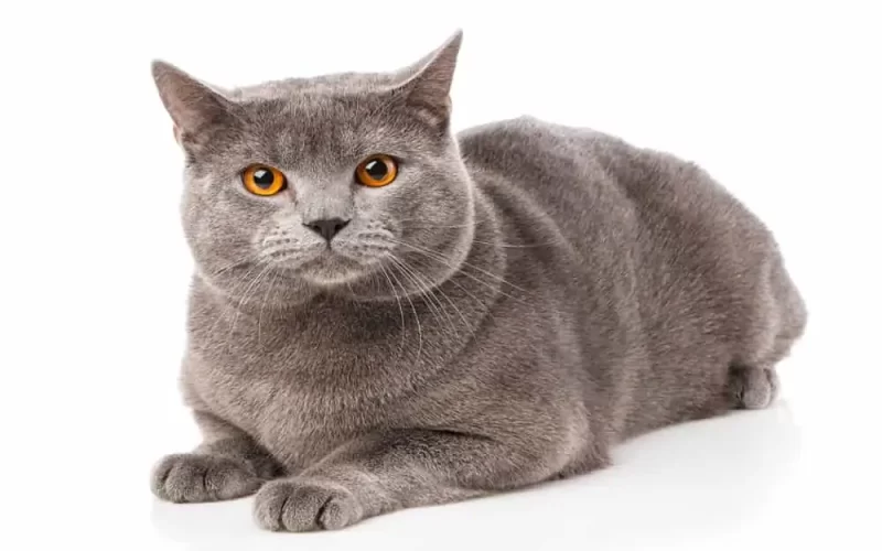 Chartreux Kedi Irkı Özellikleri, Karakteri, Bakımı ve Beslenmesi